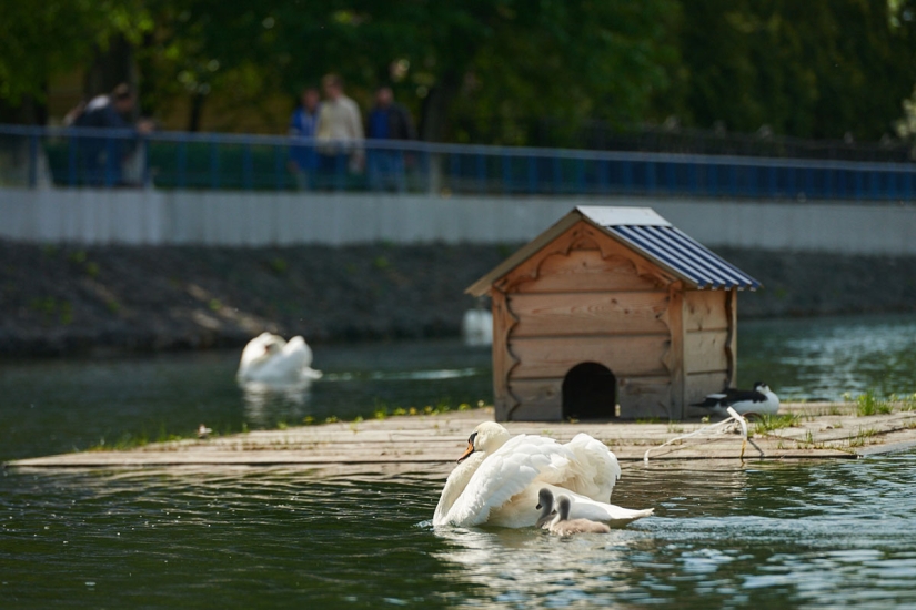 un canto de cisne