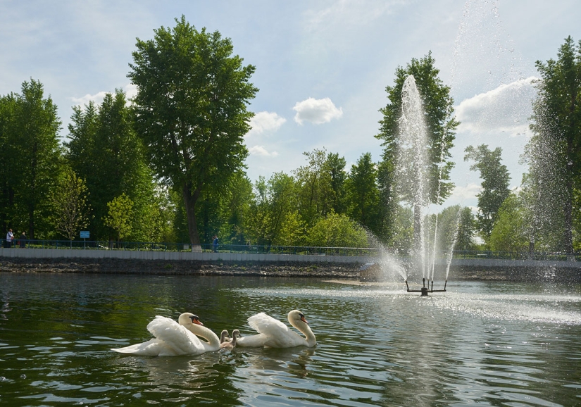 un canto de cisne