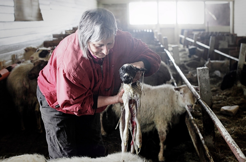 Un día en la vida de una granja de ovejas en las afueras de Islandia Un día en la vida de una granja de ovejas en las afueras de Islandia