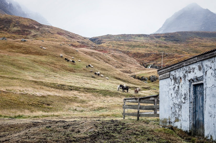 Un día en la vida de una granja de ovejas en las afueras de Islandia Un día en la vida de una granja de ovejas en las afueras de Islandia