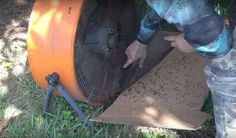 Un Estadounidense Mata 4.000 Mosquitos Cada Noche Usando a Su Perro como Cebo