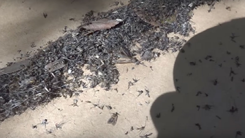 Un Estadounidense Mata 4.000 Mosquitos Cada Noche Usando a Su Perro como Cebo