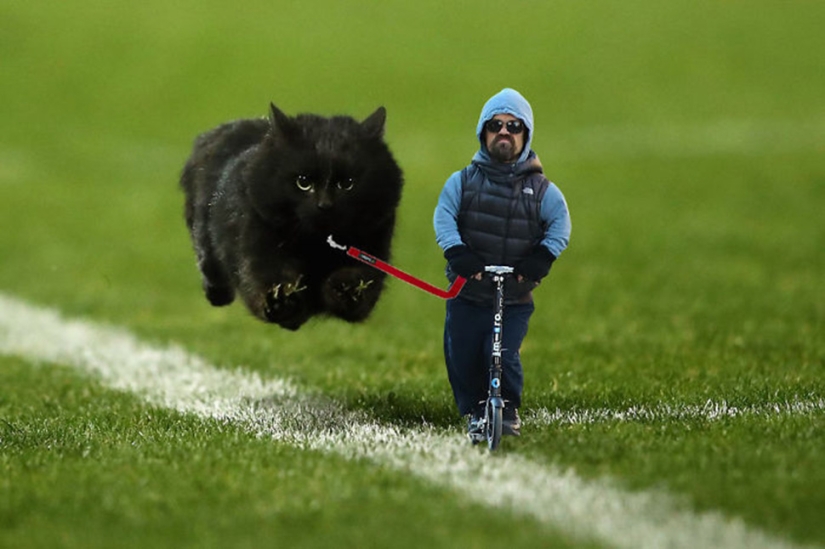 Un gato negro saltó al campo durante un partido de rugby y se convirtió en un héroe del photojab