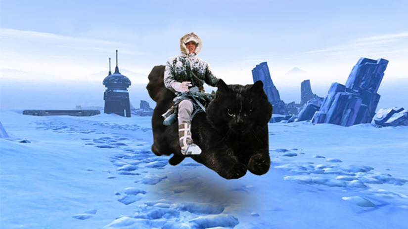 Un gato negro saltó al campo durante un partido de rugby y se convirtió en un héroe del photojab