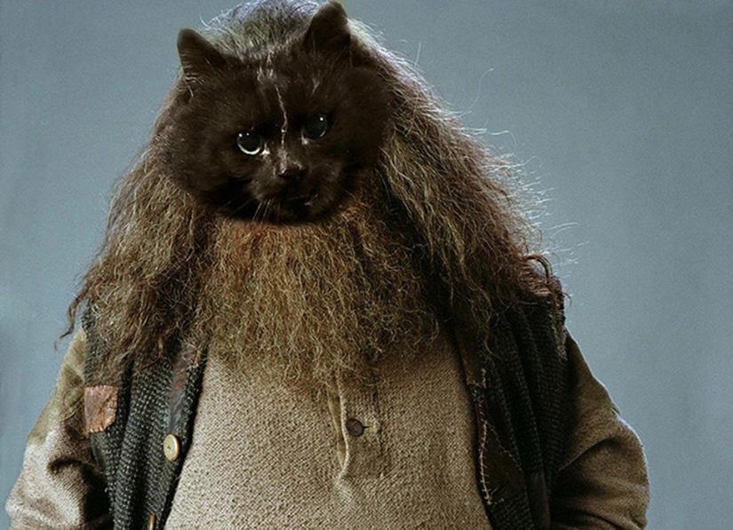 Un gato negro saltó al campo durante un partido de rugby y se convirtió en un héroe del photojab