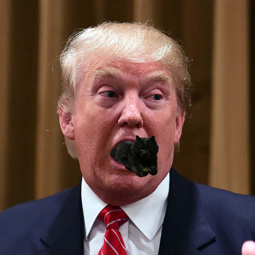 Un gato negro saltó al campo durante un partido de rugby y se convirtió en un héroe del photojab