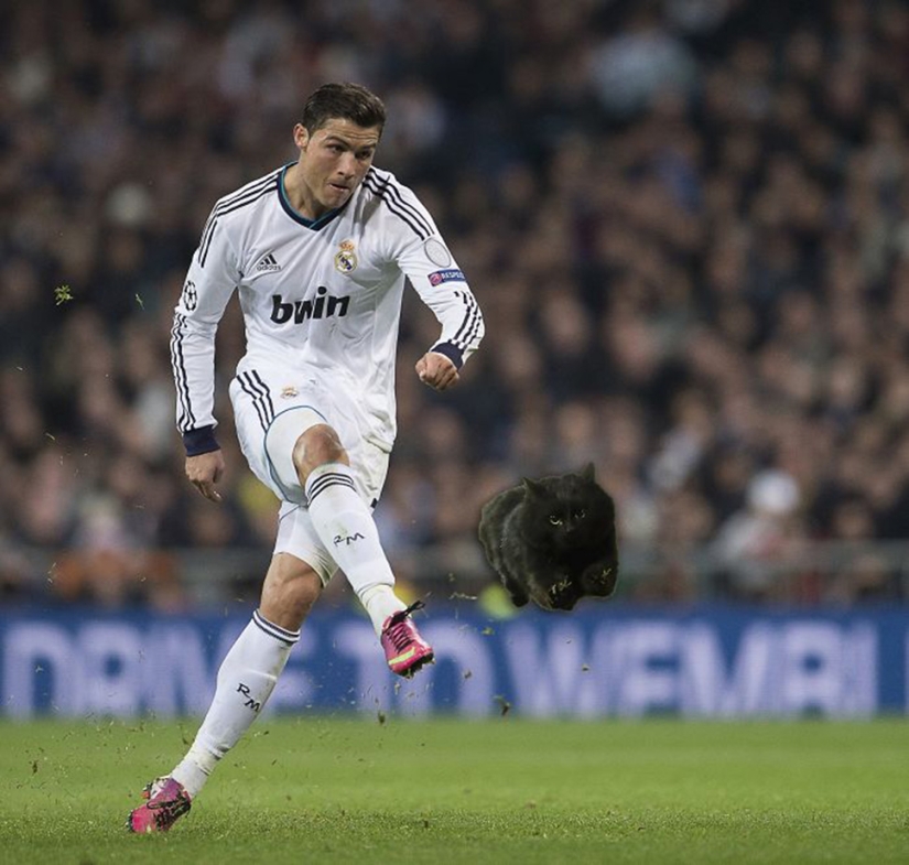 Un gato negro saltó al campo durante un partido de rugby y se convirtió en un héroe del photojab