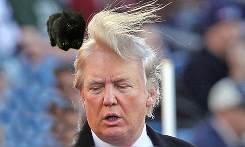 Un gato negro saltó al campo durante un partido de rugby y se convirtió en un héroe del photojab