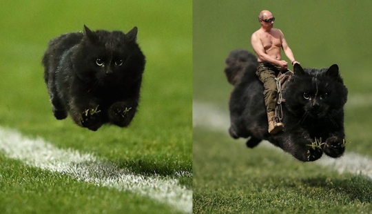 Un gato negro saltó al campo durante un partido de rugby y se convirtió en un héroe del photojab
