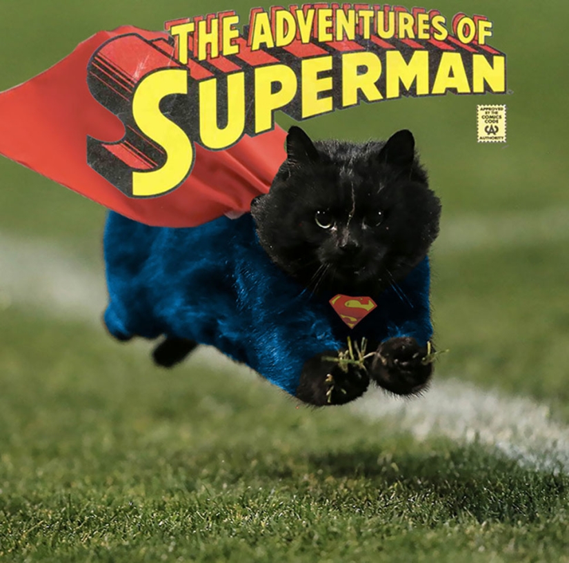 Un gato negro saltó al campo durante un partido de rugby y se convirtió en un héroe del photojab