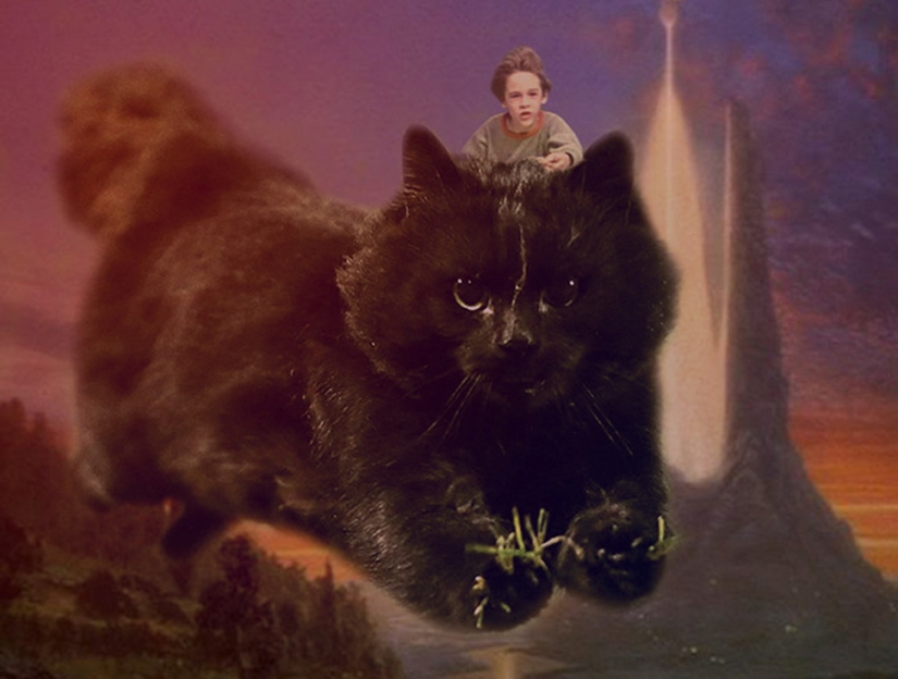 Un gato negro saltó al campo durante un partido de rugby y se convirtió en un héroe del photojab