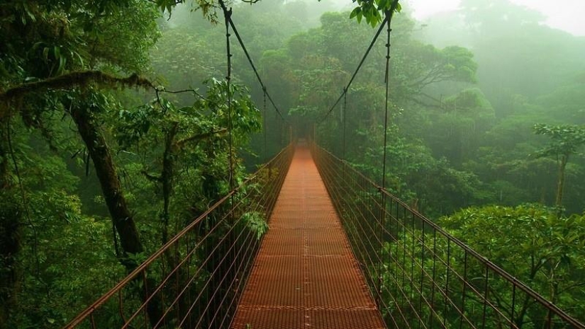 Un gran recorrido fotográfico por los bosques amazónicos.