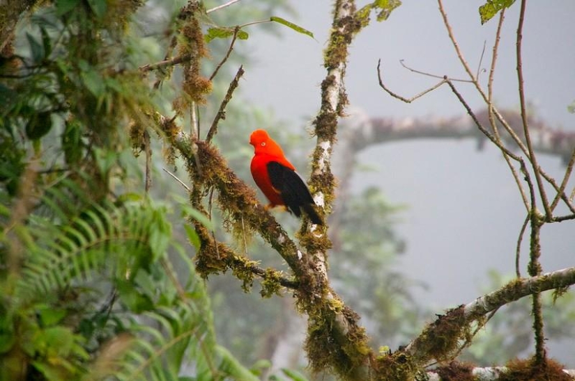 Un gran recorrido fotográfico por los bosques amazónicos.