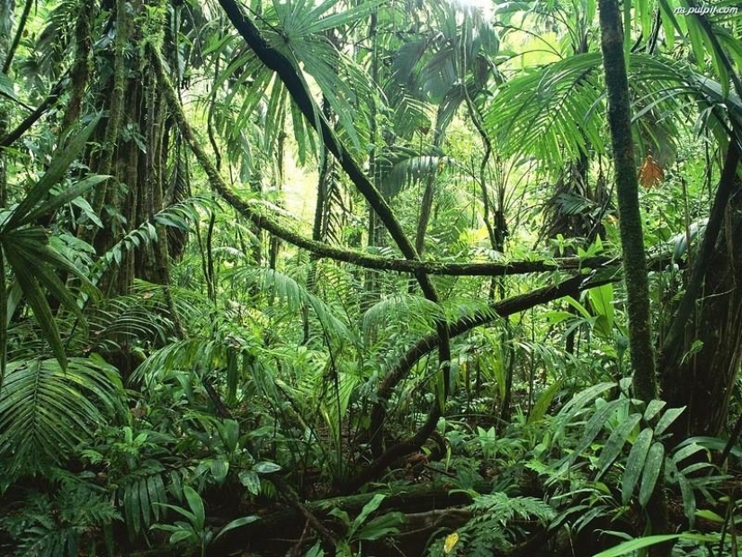 Un gran recorrido fotográfico por los bosques amazónicos.