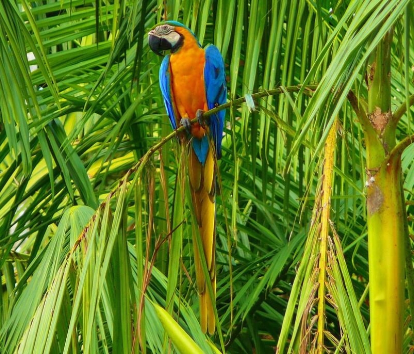 Un gran recorrido fotográfico por los bosques amazónicos.