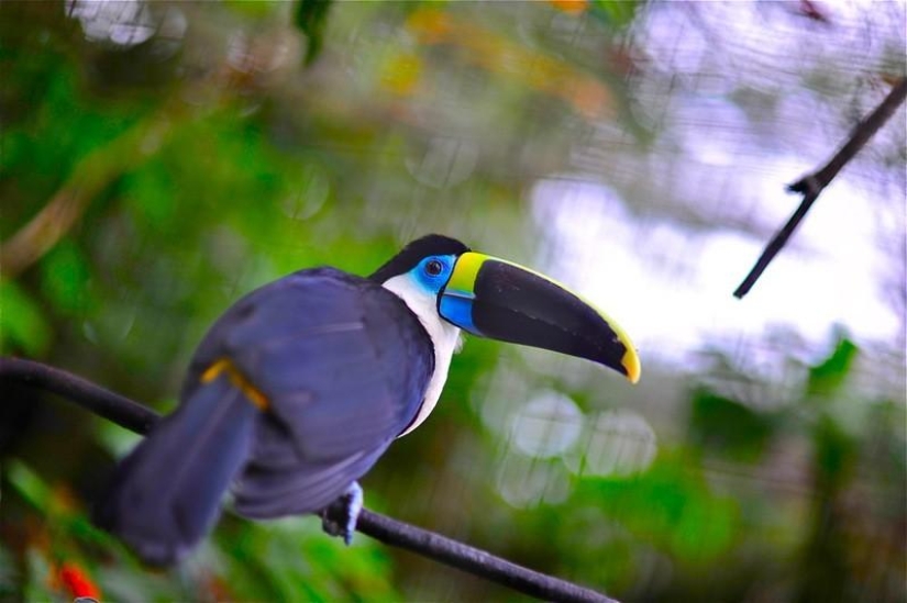 Un gran recorrido fotográfico por los bosques amazónicos.