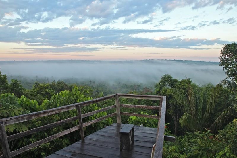 Un gran recorrido fotográfico por los bosques amazónicos.