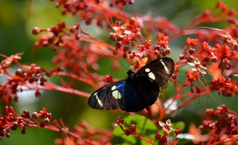 Un gran recorrido fotográfico por los bosques amazónicos.