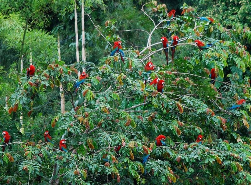 Un gran recorrido fotográfico por los bosques amazónicos.