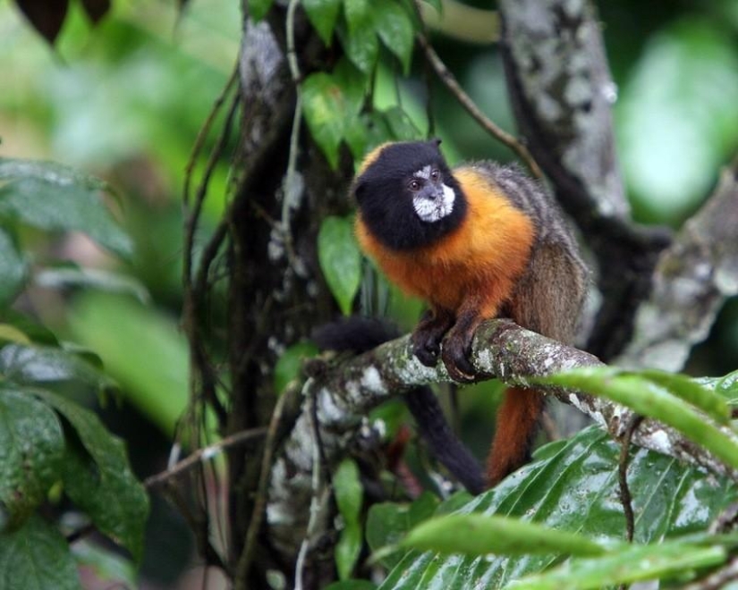 Un gran recorrido fotográfico por los bosques amazónicos.