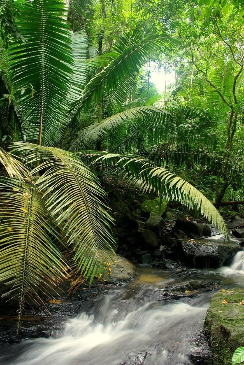 Un gran recorrido fotográfico por los bosques amazónicos.