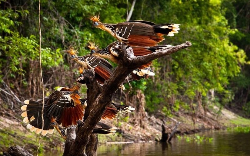 Un gran recorrido fotográfico por los bosques amazónicos.