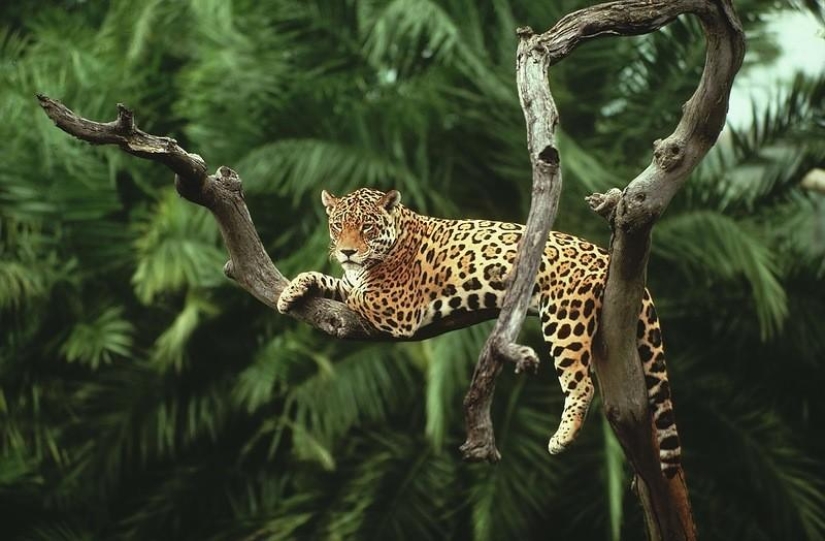 Un gran recorrido fotográfico por los bosques amazónicos.