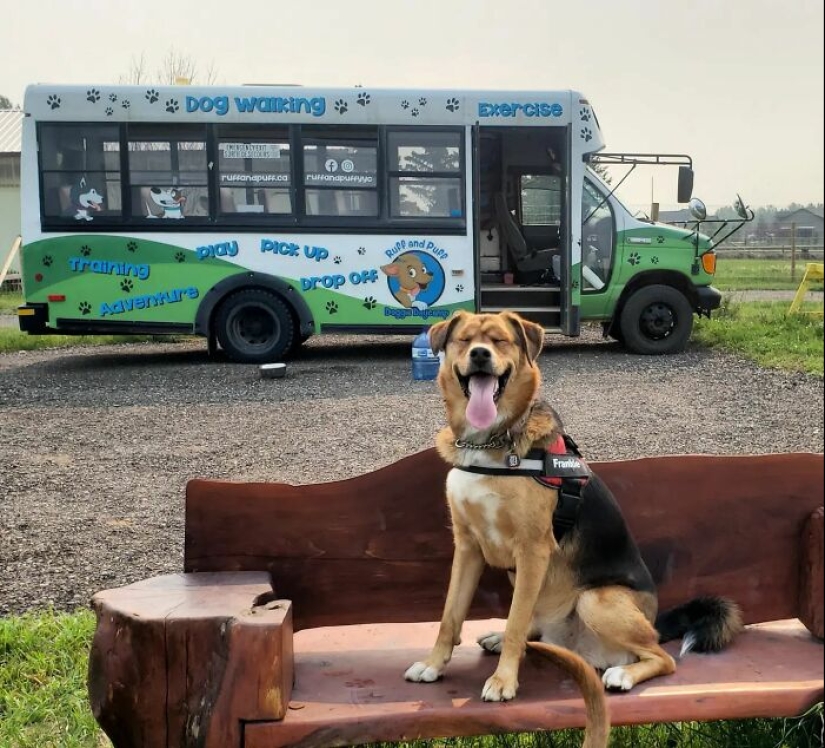 Un hombre creó un autobús escolar para perros que lleva a los cachorros a paseos diarios Un hombre creó un autobús escolar para perros que lleva a los cachorros a paseos diarios