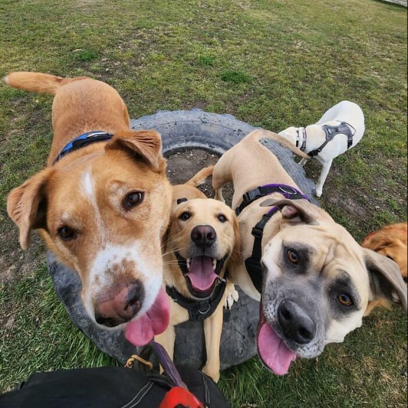 Un hombre creó un autobús escolar para perros que lleva a los cachorros a paseos diarios Un hombre creó un autobús escolar para perros que lleva a los cachorros a paseos diarios