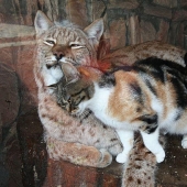 Un lince y un gato son amigos del zoológico de Leningrado.