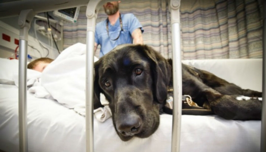 Un niño con autismo solo puede ser ayudado por su amigo perro