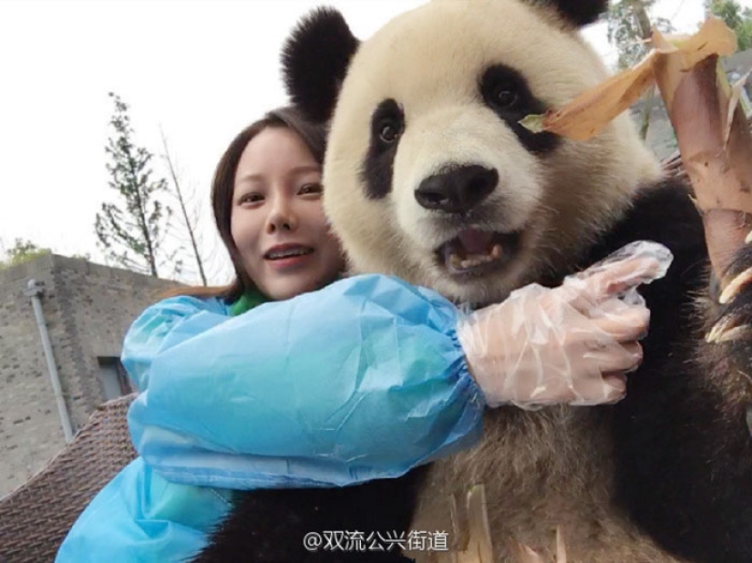 Un panda que vencerá a cualquiera en términos de selfies Un panda que vencerá a cualquiera en términos de selfies