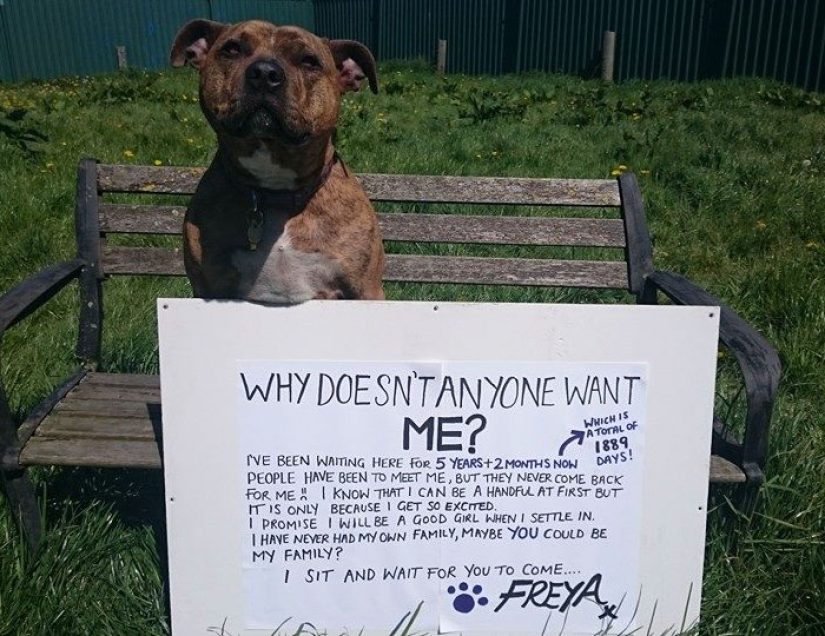 Un perro que no ha atraído a 18 mil visitantes al refugio durante 6 años se ha convertido en una estrella de cine