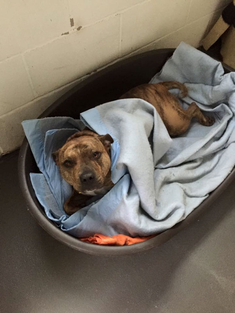 Un perro que no ha atraído a 18 mil visitantes al refugio durante 6 años se ha convertido en una estrella de cine