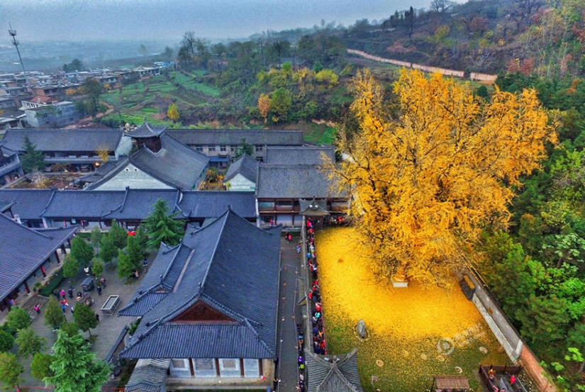 Un árbol de 1400 años inundó un templo budista con una montaña de hojas amarillas brillantes Un árbol de 1400 años inundó un templo budista con una montaña de hojas amarillas brillantes