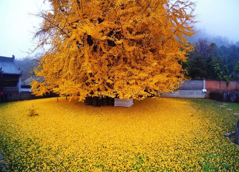 Un árbol de 1400 años inundó un templo budista con una montaña de hojas amarillas brillantes Un árbol de 1400 años inundó un templo budista con una montaña de hojas amarillas brillantes