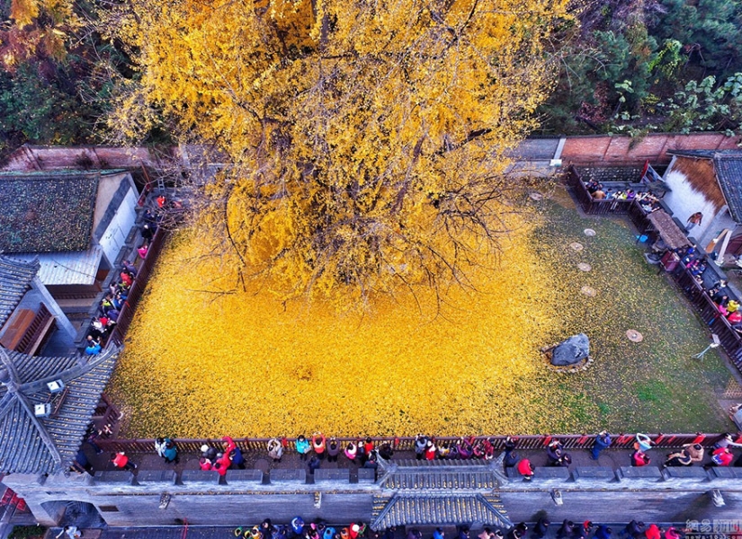 Un árbol de 1400 años inundó un templo budista con una montaña de hojas amarillas brillantes Un árbol de 1400 años inundó un templo budista con una montaña de hojas amarillas brillantes
