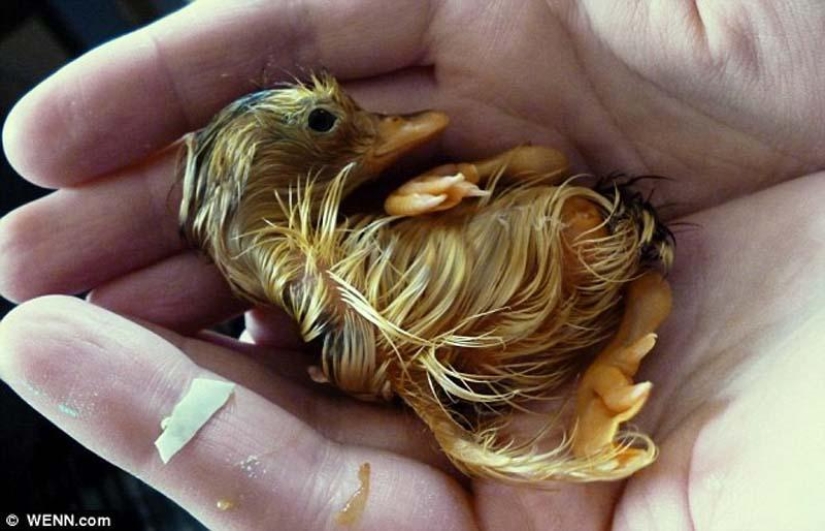 Un recién nacido y no un patito feo en absoluto.