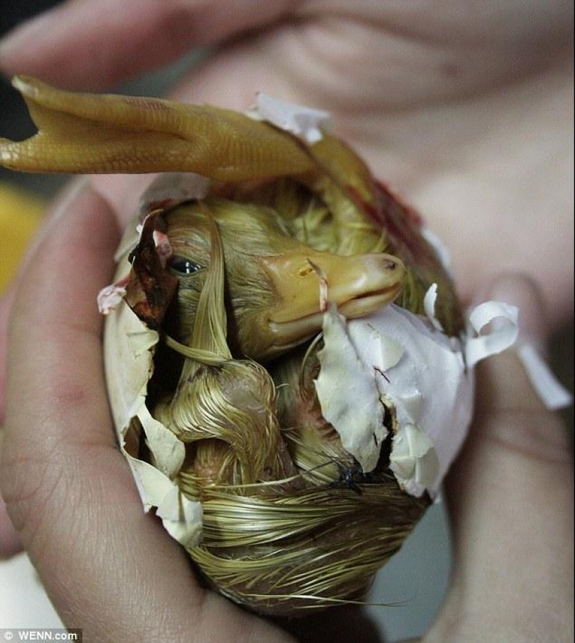 Un recién nacido y no un patito feo en absoluto.