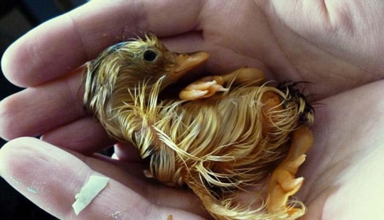 Un recién nacido y no un patito feo en absoluto.