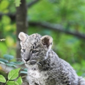 Un representante único de una especie en peligro de extinción