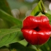 Una broma de la naturaleza: una flor increíble "Labios de puta" Una broma de la naturaleza: una flor increíble "Labios de puta"