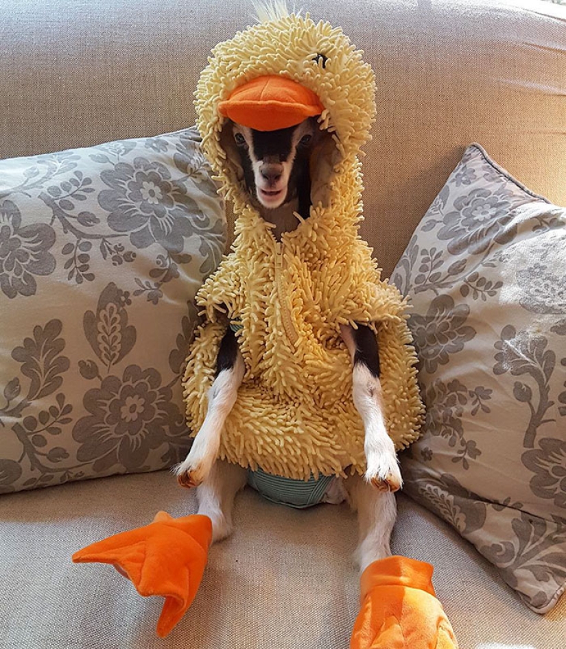 Una cabra ciega que sufre de ansiedad solo puede calmarse con su disfraz de pato favorito