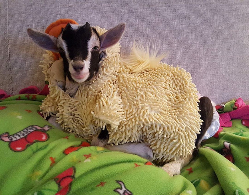 Una cabra ciega que sufre de ansiedad solo puede calmarse con su disfraz de pato favorito