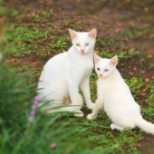 Una dosis impactante de ternura: los animales y sus copias ampliadas