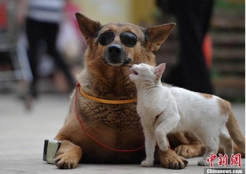 Una extraña pareja en la calle: un perro y un gato juntos Una extraña pareja en la calle: un perro y un gato juntos