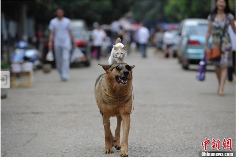 Una extraña pareja en la calle: un perro y un gato juntos Una extraña pareja en la calle: un perro y un gato juntos