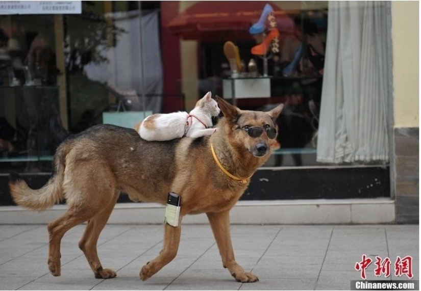 Una extraña pareja en la calle: un perro y un gato juntos Una extraña pareja en la calle: un perro y un gato juntos