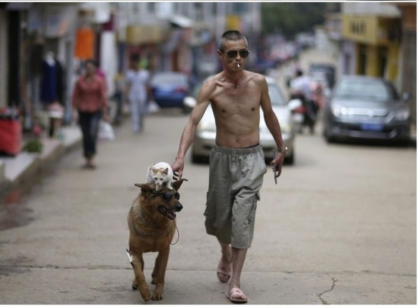 Una extraña pareja en la calle: un perro y un gato juntos Una extraña pareja en la calle: un perro y un gato juntos