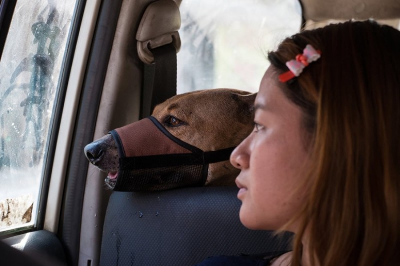 Una historia conmovedora sobre una niña que salva perros callejeros Una historia conmovedora sobre una niña que salva perros callejeros
